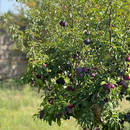 Borgo Rosalia